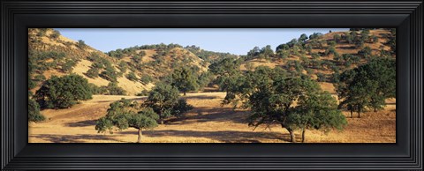 Framed Oak trees on hill, Stanislaus County, California, USA Print