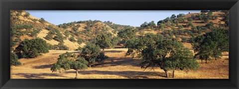 Framed Oak trees on hill, Stanislaus County, California, USA Print