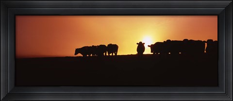 Framed Silhouette of cows at sunset, Point Reyes National Seashore, California, USA Print