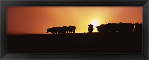Framed Silhouette of cows at sunset, Point Reyes National Seashore, California, USA Print