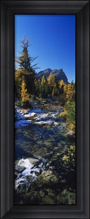 Framed Stream flowing in a forest, Mount Assiniboine Provincial Park, border of Alberta and British Columbia, Canada Print