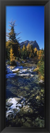Framed Stream flowing in a forest, Mount Assiniboine Provincial Park, border of Alberta and British Columbia, Canada Print