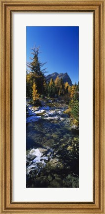 Framed Stream flowing in a forest, Mount Assiniboine Provincial Park, border of Alberta and British Columbia, Canada Print