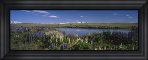 Framed Flowers blooming at the lakeside, Lake Pukaki, Mt Cook, Mt Cook National Park, South Island, New Zealand Print