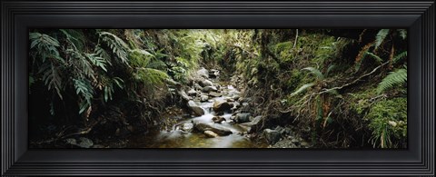 Framed Stream flowing in a forest, Milford Sound, Fiordland National Park, South Island, New Zealand Print