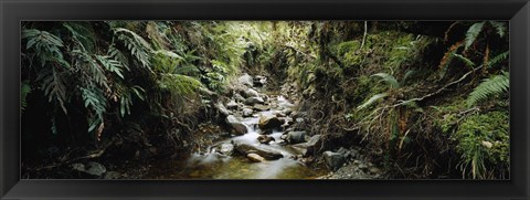 Framed Stream flowing in a forest, Milford Sound, Fiordland National Park, South Island, New Zealand Print