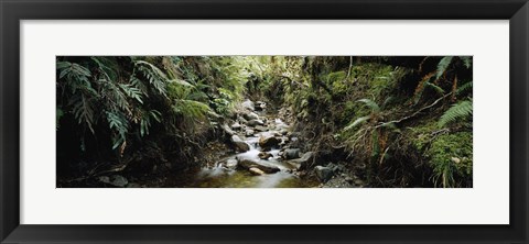 Framed Stream flowing in a forest, Milford Sound, Fiordland National Park, South Island, New Zealand Print