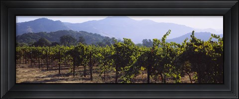 Framed Grape vines in a vineyard, Napa Valley, Napa County, California, USA Print