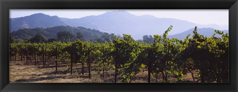 Framed Grape vines in a vineyard, Napa Valley, Napa County, California, USA Print