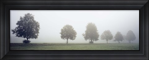 Framed Fog covered trees in a field, Baden-Wurttemberg, Germany (black and white) Print