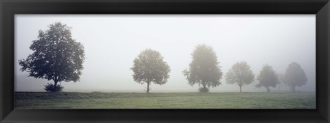 Framed Fog covered trees in a field, Baden-Wurttemberg, Germany (black and white) Print