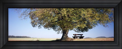 Framed Empty bench under a tree, Baden-Wurttemberg, Germany Print