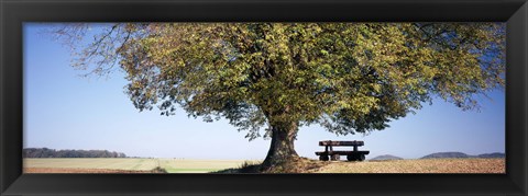 Framed Empty bench under a tree, Baden-Wurttemberg, Germany Print