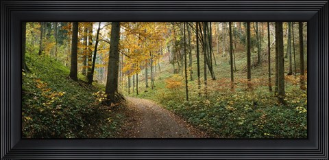 Framed Road passing through a forest, Baden-Wurttemberg, Germany Print