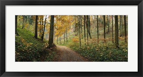 Framed Road passing through a forest, Baden-Wurttemberg, Germany Print