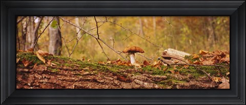 Framed Mushroom on a tree trunk, Baden-Wurttemberg, Germany Print
