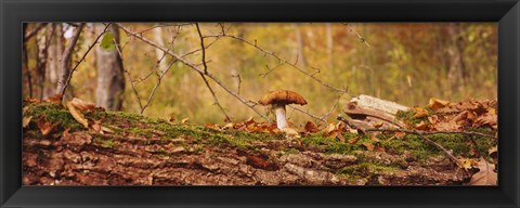 Framed Mushroom on a tree trunk, Baden-Wurttemberg, Germany Print