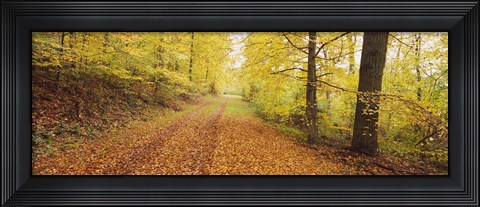 Framed Road covered with autumnal leaves passing through a forest, Baden-Wurttemberg, Germany Print