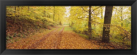 Framed Road covered with autumnal leaves passing through a forest, Baden-Wurttemberg, Germany Print