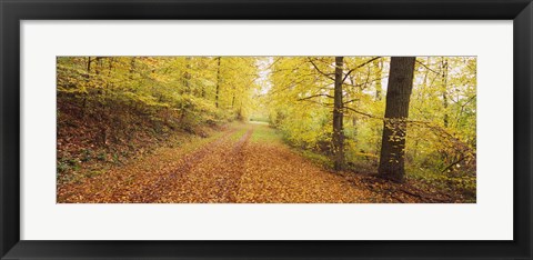 Framed Road covered with autumnal leaves passing through a forest, Baden-Wurttemberg, Germany Print