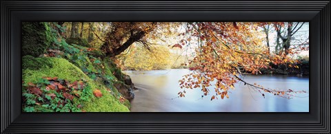 Framed Trees along a river, River Dart, Bickleigh, Mid Devon, Devon, England Print