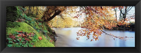 Framed Trees along a river, River Dart, Bickleigh, Mid Devon, Devon, England Print