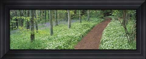 Framed Bluebells and garlic along footpath in a forest, Killerton, Exe Valley, Devon, England Print