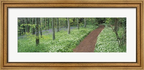 Framed Bluebells and garlic along footpath in a forest, Killerton, Exe Valley, Devon, England Print