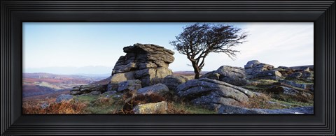 Framed Bare tree near rocks, Haytor Rocks, Dartmoor, Devon, England Print
