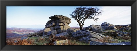 Framed Bare tree near rocks, Haytor Rocks, Dartmoor, Devon, England Print