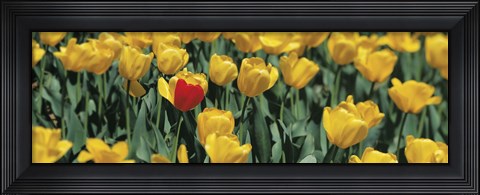Framed Yellow tulips in a field Print