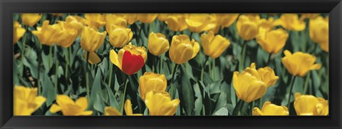 Framed Yellow tulips in a field Print