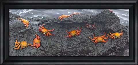 Framed High angle view of Sally Lightfoot crabs (Grapsus grapsus) on a rock, Galapagos Islands, Ecuador Print