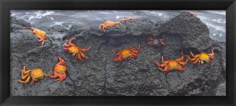 Framed High angle view of Sally Lightfoot crabs (Grapsus grapsus) on a rock, Galapagos Islands, Ecuador Print