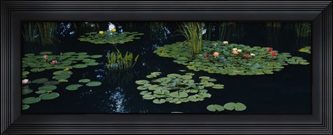 Framed Water lilies in a pond, Denver Botanic Gardens, Denver, Colorado, USA Print