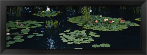 Framed Water lilies in a pond, Denver Botanic Gardens, Denver, Colorado, USA Print