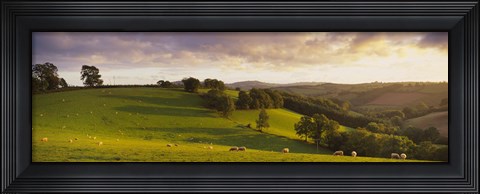 Framed High angle view of sheep grazing in a field, Bickleigh, Mid Devon, Devon, England Print