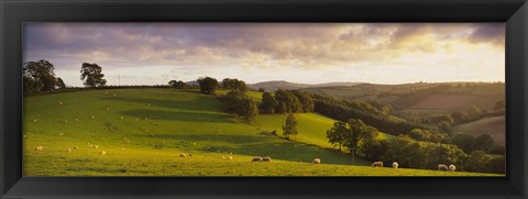 Framed High angle view of sheep grazing in a field, Bickleigh, Mid Devon, Devon, England Print