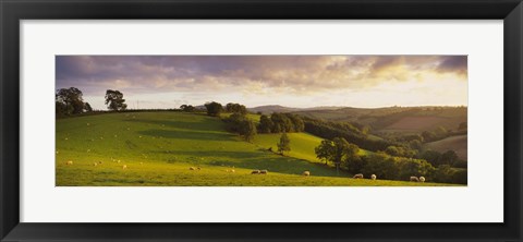 Framed High angle view of sheep grazing in a field, Bickleigh, Mid Devon, Devon, England Print