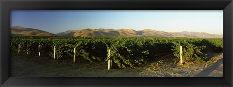 Framed Vineyard on a landscape, Santa Ynez Valley, Santa Barbara County, California, USA Print