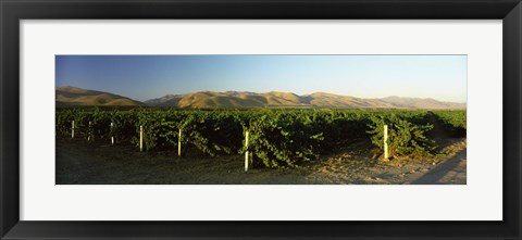 Framed Vineyard on a landscape, Santa Ynez Valley, Santa Barbara County, California, USA Print