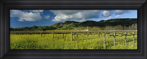 Framed Mustard crop in a field near St. Helena, Napa Valley, Napa County, California, USA Print