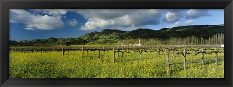 Framed Mustard crop in a field near St. Helena, Napa Valley, Napa County, California, USA Print