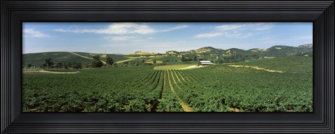 Framed High angle view of a vineyard, Carneros District, Napa Valley, Napa County, California Print