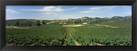 Framed High angle view of a vineyard, Carneros District, Napa Valley, Napa County, California Print