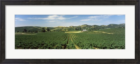 Framed High angle view of a vineyard, Carneros District, Napa Valley, Napa County, California Print