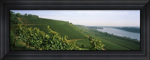 Framed Vineyards along a river, Niersteiner Hang, Rhine River, Nackenheim, Mainz-Bingen, Rhineland-Palatinate, Rheinhessen, Germany Print