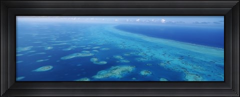 Framed Coral reef in the sea, Belize Barrier Reef, Ambergris Caye, Caribbean Sea, Belize Print