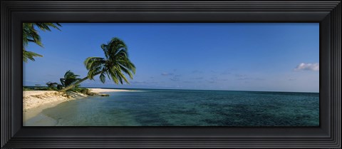 Framed Palm tree overhanging on the beach, Laughing Bird Caye, Victoria Channel, Belize Print
