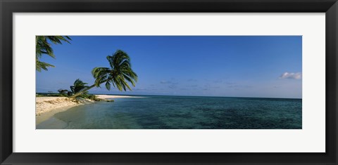 Framed Palm tree overhanging on the beach, Laughing Bird Caye, Victoria Channel, Belize Print